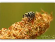 Larve de Punaise au repas d'une Philaeus chrysops ♀ (Salticidae)