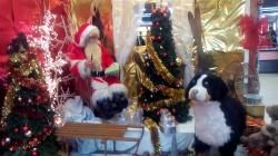 La Ch'tite Gâte ne croit plus au Père Noël
