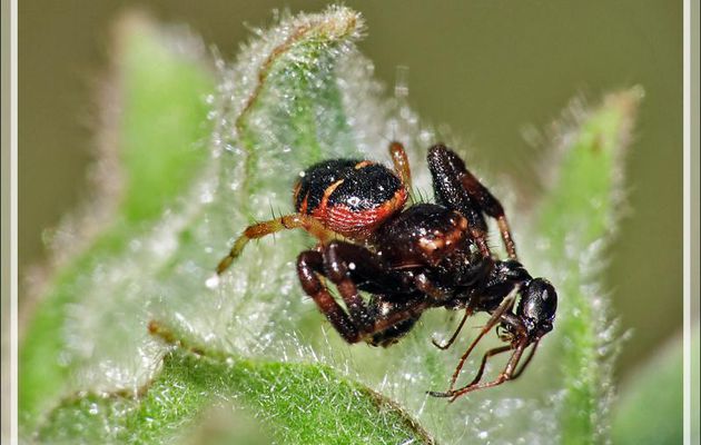 Araignée Thomise globuleuse rouge et sa proie (une fourmi), Thomise Napoléon, Napoleon spider (Synema globosum) - Lartigau - Milhas - 31