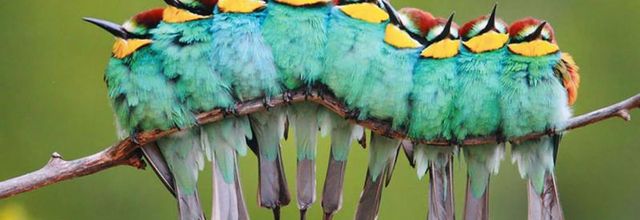 Documentaires : Oiseaux