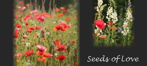 Le Sol 2024  (échange de graines)