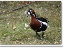 Bernache à cou roux - Branta ruficollis