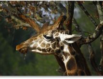 Girafe de Rothschild...