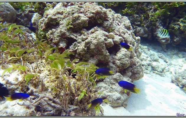 Demoiselle bleue et jaune (Pomacentrus caeruleus) et Poisson bagnard ou Sergent-major (Abudefduf vaigiensis) - Bird Island - Seychelles