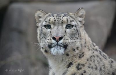 Ménagerie du jardin des Plantes : Karu