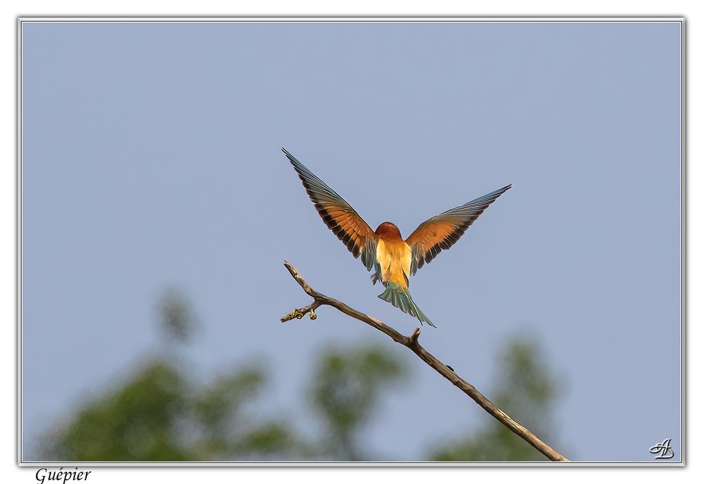 04 - Oiseaux