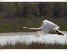 Cygne tuberculé - Cygnus olor