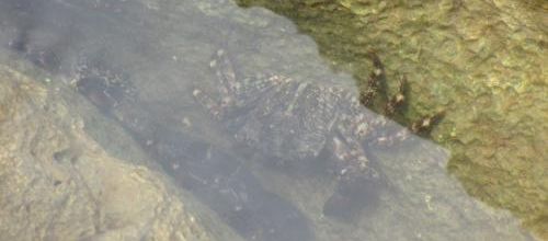 ... debout les crabes...!