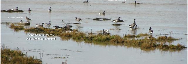 Oiseaux des marais et du littoral - novembre 2014