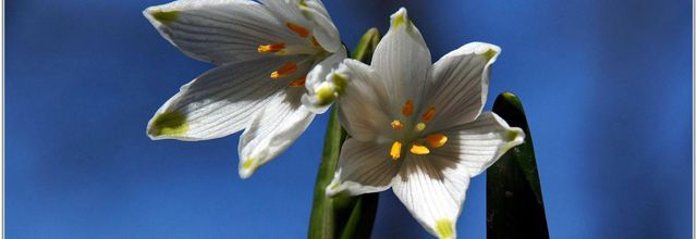 Nivéole de Printemps (1) - Leucojum vernum