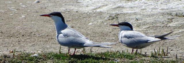 Oiseaux du polder Sébastopol à Noirmoutier 