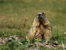 Les Marmottes