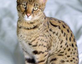 Un Serval sauvé par 30 Millions d'Amis