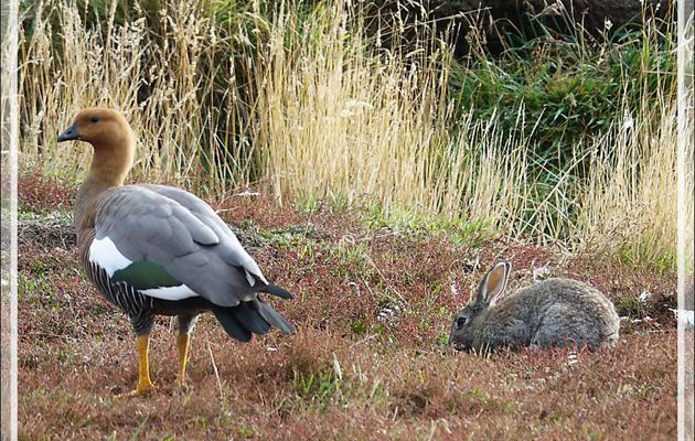 L'alliance de l'ouette et du lapin ... - New Island - Falkland (Malvinas, Malouines) - Grande-Bretagne