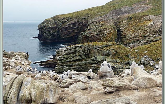 Et pour terminer, ce que nous étions venus voir: la pouponnière des Albatros à sourcils noirs (Thalassarche melanophris) - New Island - Falkland Islands, Iles Malouines, Islas Malvinas