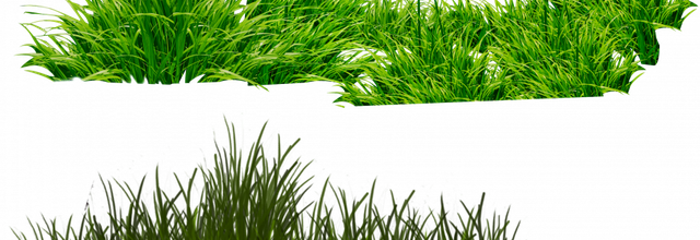 ѼVegetation