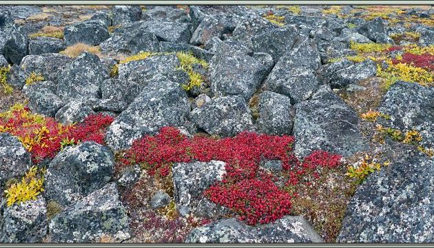 Saule réticulé, Net-vein willow (Salix reticulata) avec ses couleurs d'automne - Edinburgh Island - Nunavut - Canada