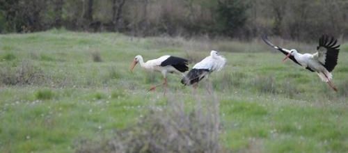 v'la super cigogne...!