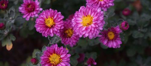 Chrysanthemum Mei Kyo