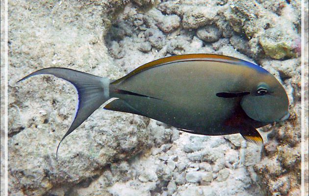 Chirurgien à marque noireou à épaulette ou à virgule noire ou à queue blanche, Blackstreak or Black-barred or Shoulderbar surgeonfish (Acanthurus nigricauda) - Moofushi - Atoll d'Ari - Maldives