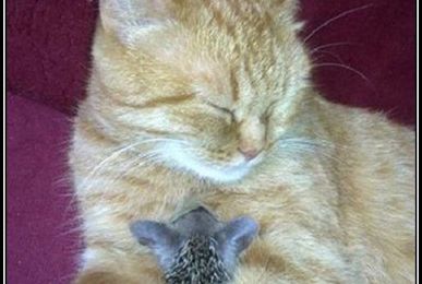  La chatte et les hérissons