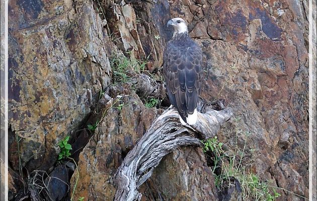 Pygargue de Madagascar, Ankoay, Madagascan Fish Eagle (Haliaeetus vociferoides): arrivés près de l'île, nous voyons le mâle accroché à la falaise, Nosy Tsarabanjina, Archipel Mitsio, Madagascar