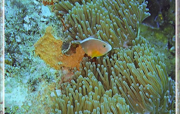 02/11/19 : Plongée au 4ème Frère (Antsoha) - Anémone magnifique (Heteractis magnifica) et Poisson-clown mouffette, Nosetripe clownfish (Amphiprion akallopisos) - Tsarabanjina - Mitsio - Madagascar