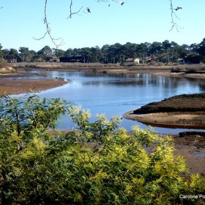 Les mimosas en fleurs au bord du Courant 