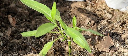 Un potager pour les curieux...
