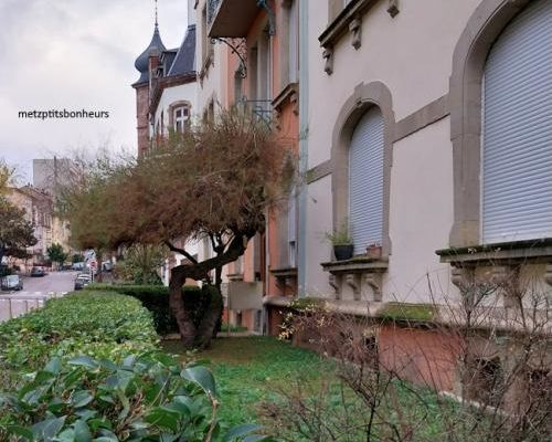 Mon bel arbre...