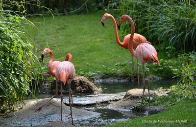 Ménagerie du Jardin des Plantes : Le flamant des Caraïbes ou flamant rouge
