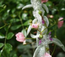 Doux Stachys lanata