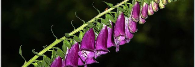 Digitale Pourpre (3) - Digitalis purpurea