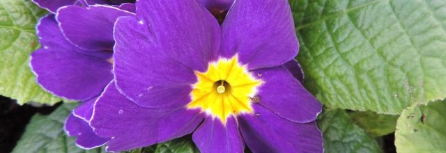 des fleurs pour le jardin !