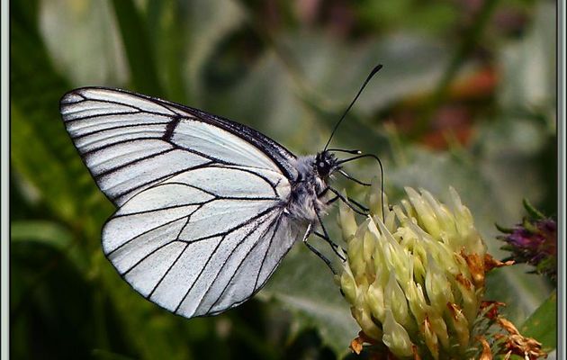 Papillon Gazé ou Piéride de l'aubépine (Aporia crataegi) - Vallon d'Esquierry - Oô - 31