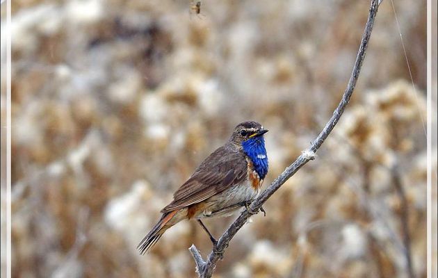 Le Gorgebleue à miroir et l'araignée, Bluethroat (Luscinia svecica) - Ars-en-Ré - Ile de Ré - 17