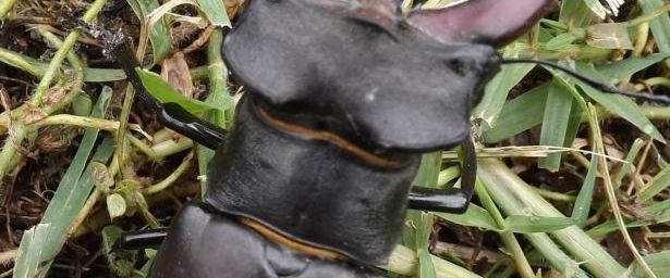 Photo :Lucanus cervus 02 07 2016