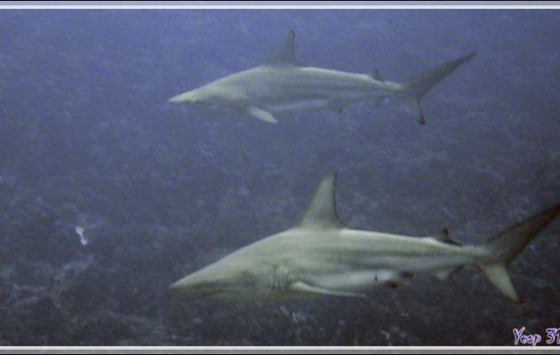 Requin bordé ou Requin à long museau, Blacktip shark (Carcharhinus limbatus) - Passe Tumakohua - Fakarava sud - Tuamotu - Polynésie française