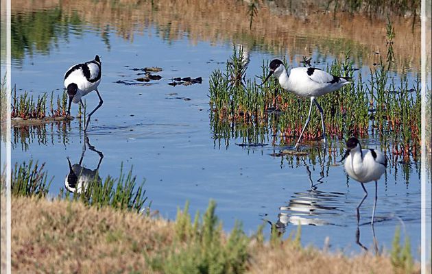 Avocettes élégantes, Pied Avocets (Recurvirostra avosetta) - Ars-en-Ré - Ile de Ré - 17
