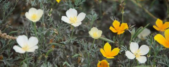 Pavot de Californie