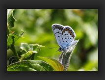 Azuré de la Bugrane (polyommatus icarus) - Lycaenidae