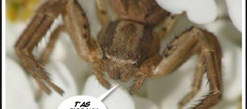 Les yeux des araignées