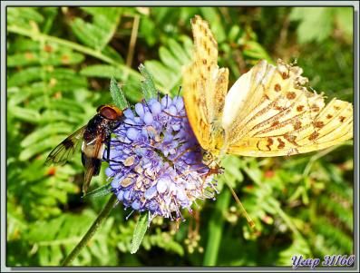 Diptère (mouche ?) inconnu - Lartigau - Milhas - 31