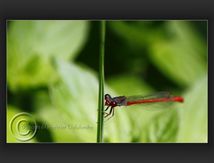 Agrion délicat (Ceriagrion tenellum)