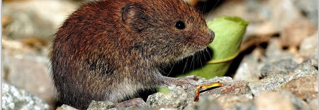 Mulot Sylvestre (1) - Apodemus sylvaticus
