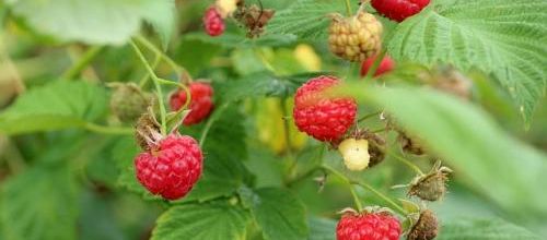 La framboise....