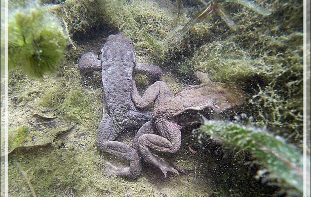 Dans mon bassin à poissons : amours de crapauds - Milhas - 31