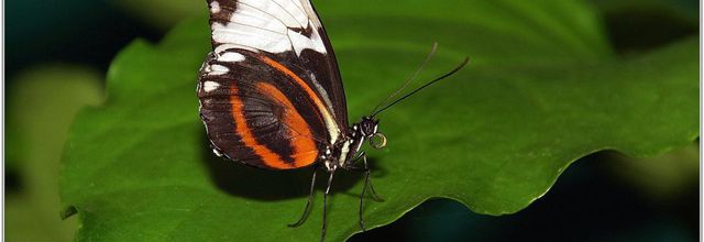 Cydno (2) - Heliconius cydno