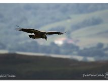 Vautour fauve