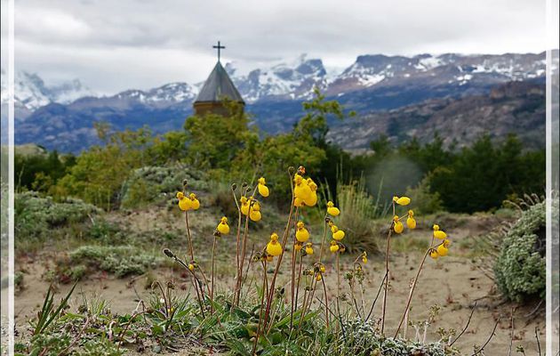 Petite pantoufle (Calceolaria corymbosa) - Estancia Cristina - Lago Argentino - Patagonie - Argentine